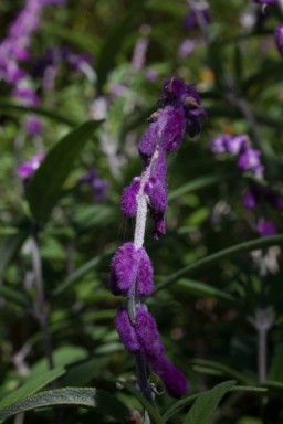 IMG_7215.jpg