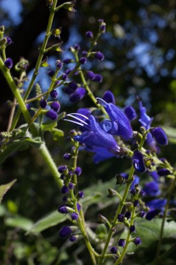 IMG_7217.jpg