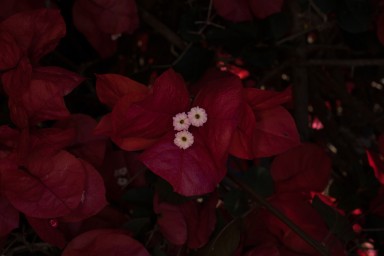 IMG_7253.jpg