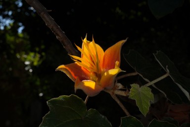 IMG_7256.jpg