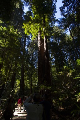 Muir_Woods1.jpg