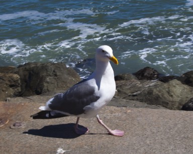 Seagull.jpg