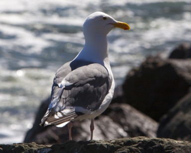 Seagull2.jpg